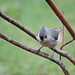 Tufted Titmouse