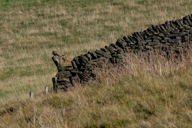 Kestrel sheltering from high winds