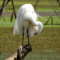 Preening, a big job of long feathers.