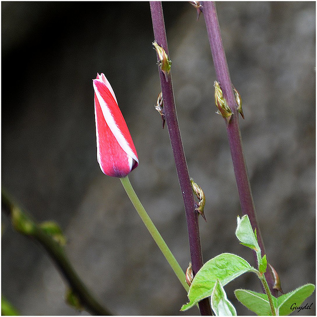 Petite tulipe sauvage ...