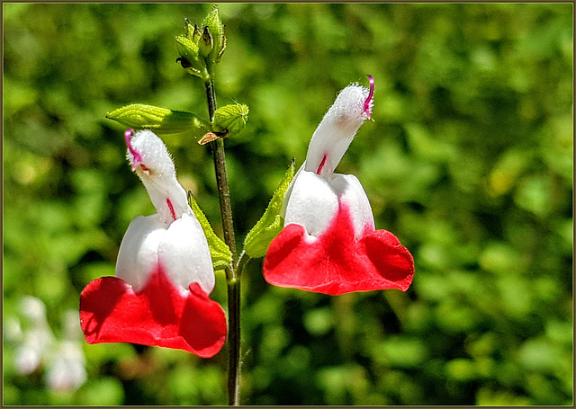 Salvia microphylla 'Hot Lips'