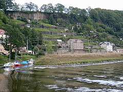 Weinberg an der Elbe