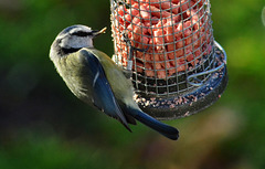 Blue Tit