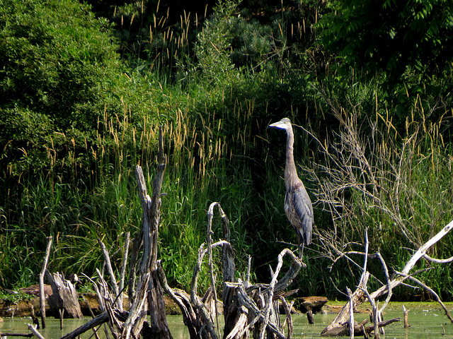 Great blue heron