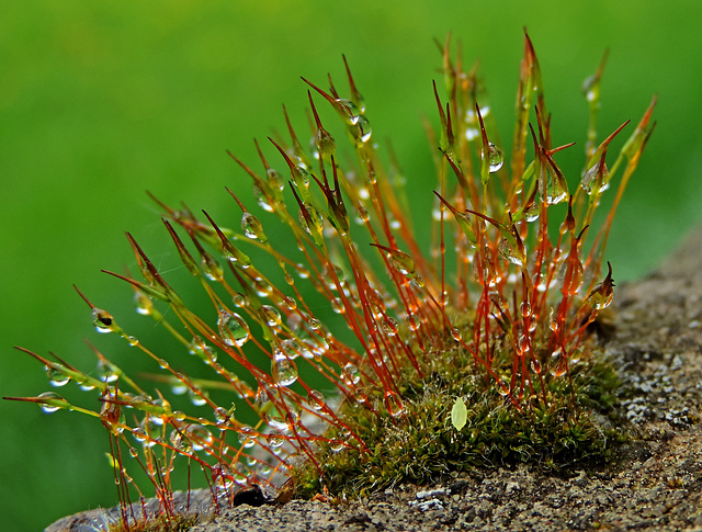 Neulich im Regenwald... Neulich im Regenwald...
