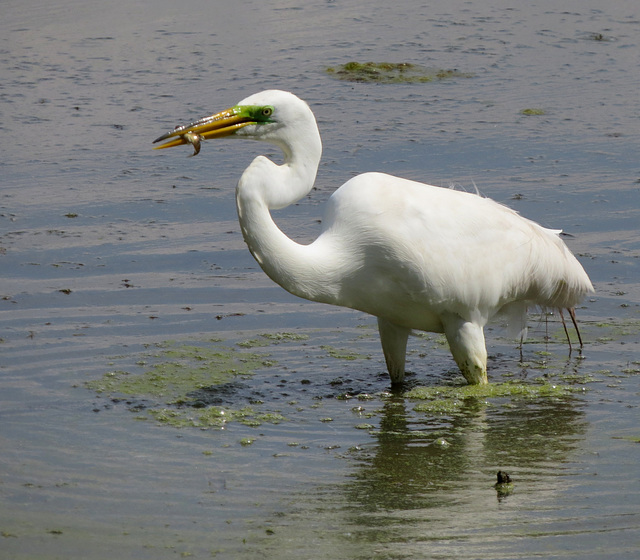 Collecting food for the nestlings