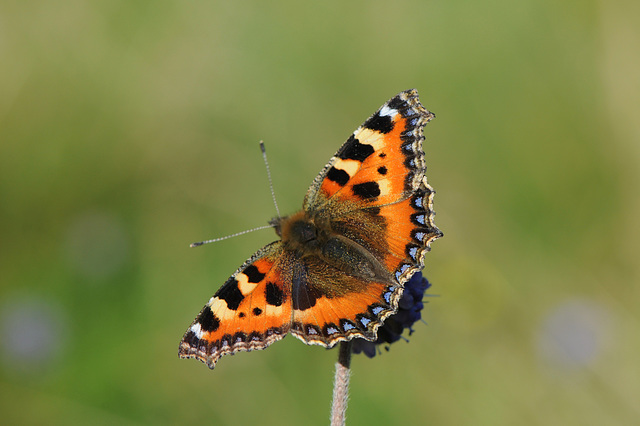 Small tortoiseshell in the meadow