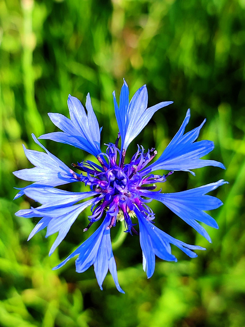 Beauty in Blue