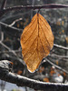 20250112 Raquettes Crêtes de Charande (Vercors) (139)