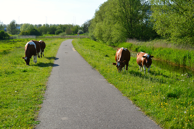 Cows