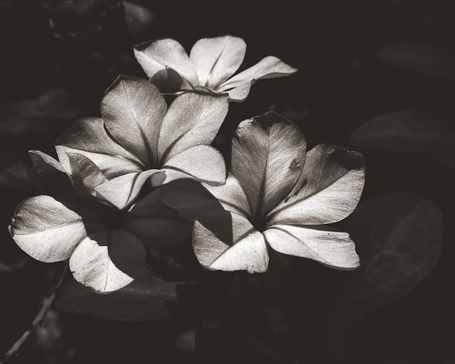 luccicante plumbago