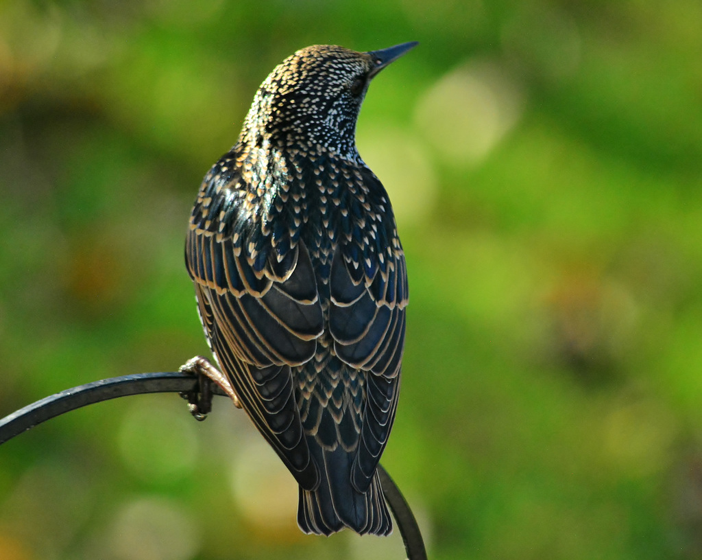 Starling