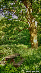 bench under the maple ...