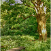 bench under the maple ...