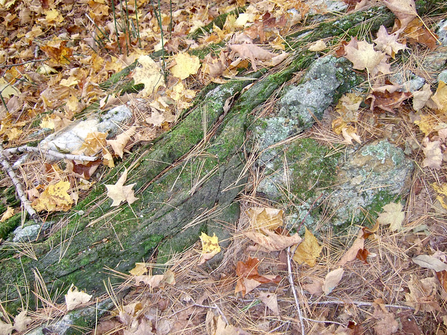 Forest floor colors and textures