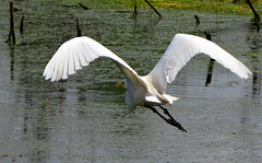 Great White Egret