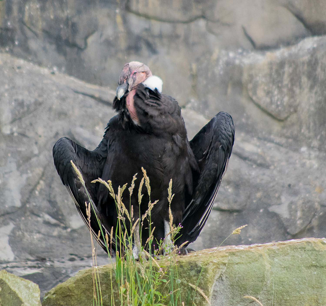 Condor (1)