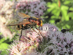Hornet hoverfly - Volucella zonaria