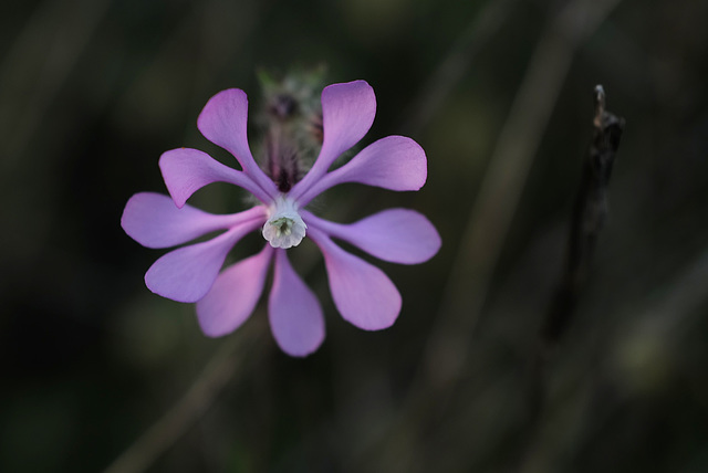 Silene colorata