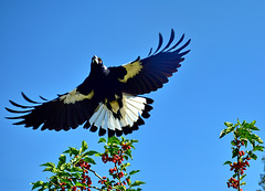 Magpie