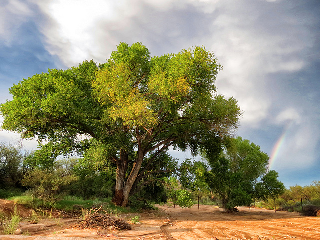 Cottonwoods