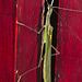 Phasmid IMG_7363