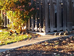 Quail visitors