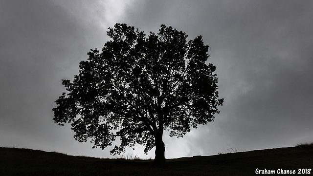 Oak tree