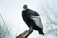 Condor (2)