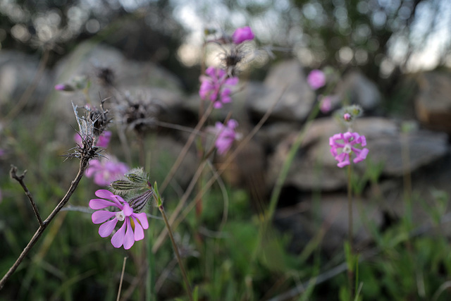 Silene colorata