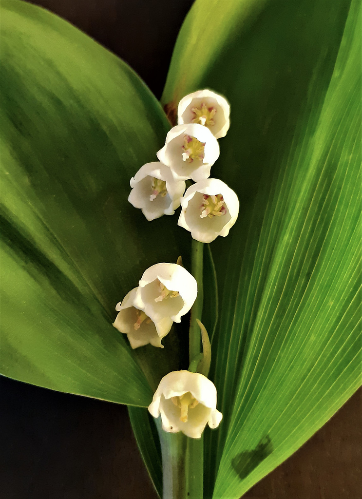 Maiglöckchen (Convallaria majalis)