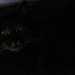 Luna, unter Auto, Familie, Benneckenstein