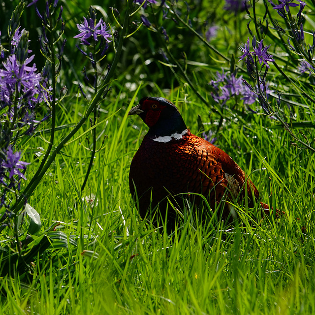 Cock pheasant and camassia