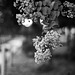 Crape-myrtle