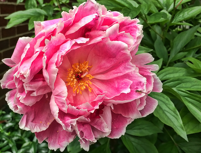 peony  #3