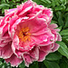 peony  #3