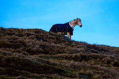 The White Horse of Cown Edge