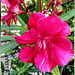 Oleander in voller Blüte. ©UdoSm