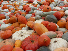 Pumpkins /Kürbis