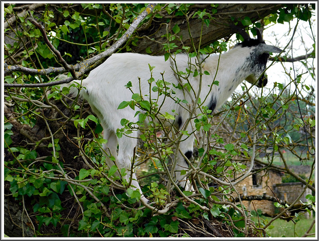 Belle rencontre à Saint -Léon- sur -Vézère (24)