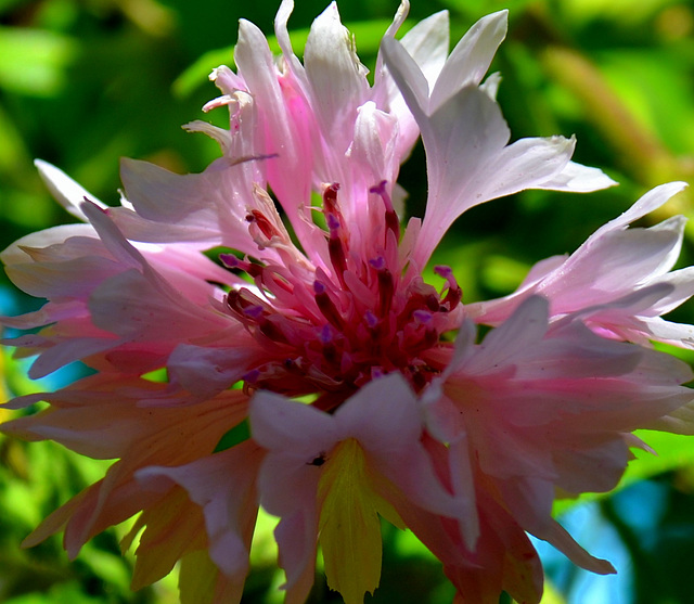 Pink Crown