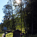 Close to the Partnach Alm, sun in the trees.