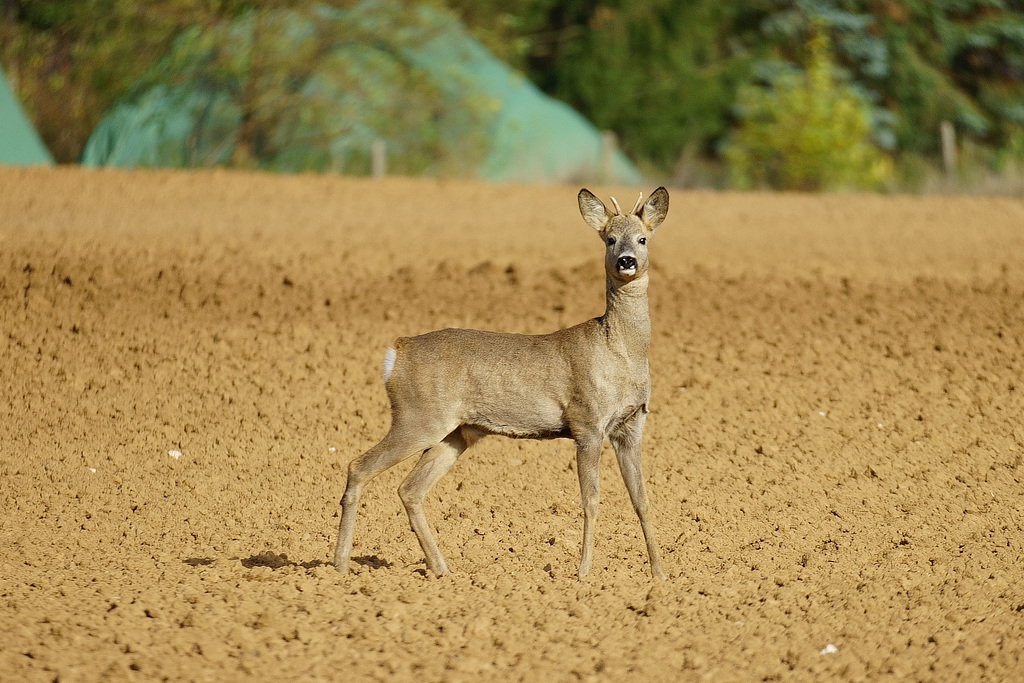 Rehbock auf dem Feld