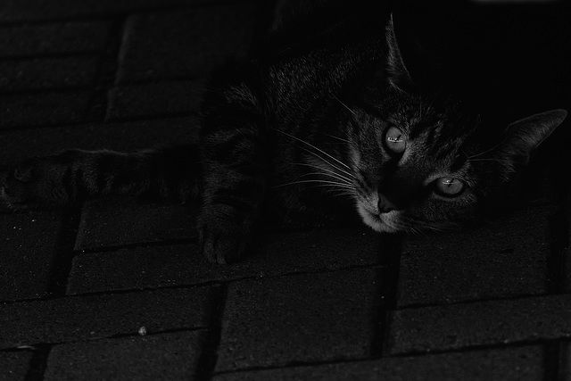 Luna, unter Auto, Familie, Benneckenstein