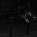 Luna, unter Auto, Familie, Benneckenstein