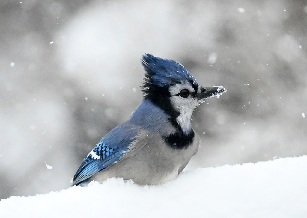 blue jay snow day-DSC 1129v