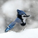 blue jay snow day-DSC 1129v