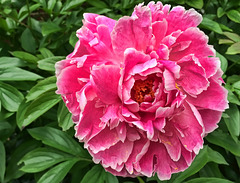 peony #4