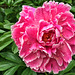 peony #4