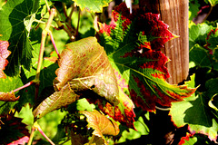couleurs de l'automne sur feuilles de vigne